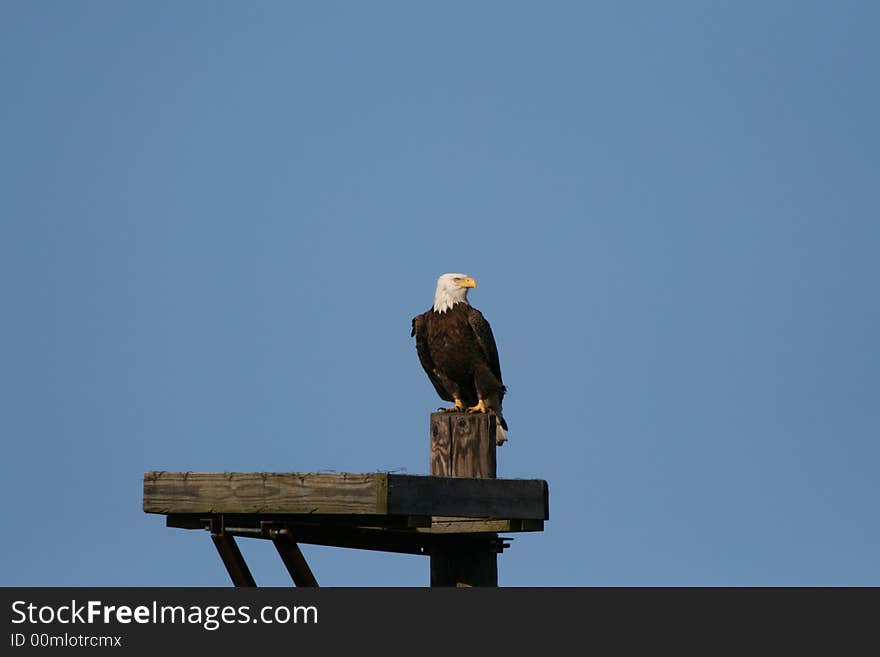 Bald Eagle looking for prey while watching the nest from a distance.