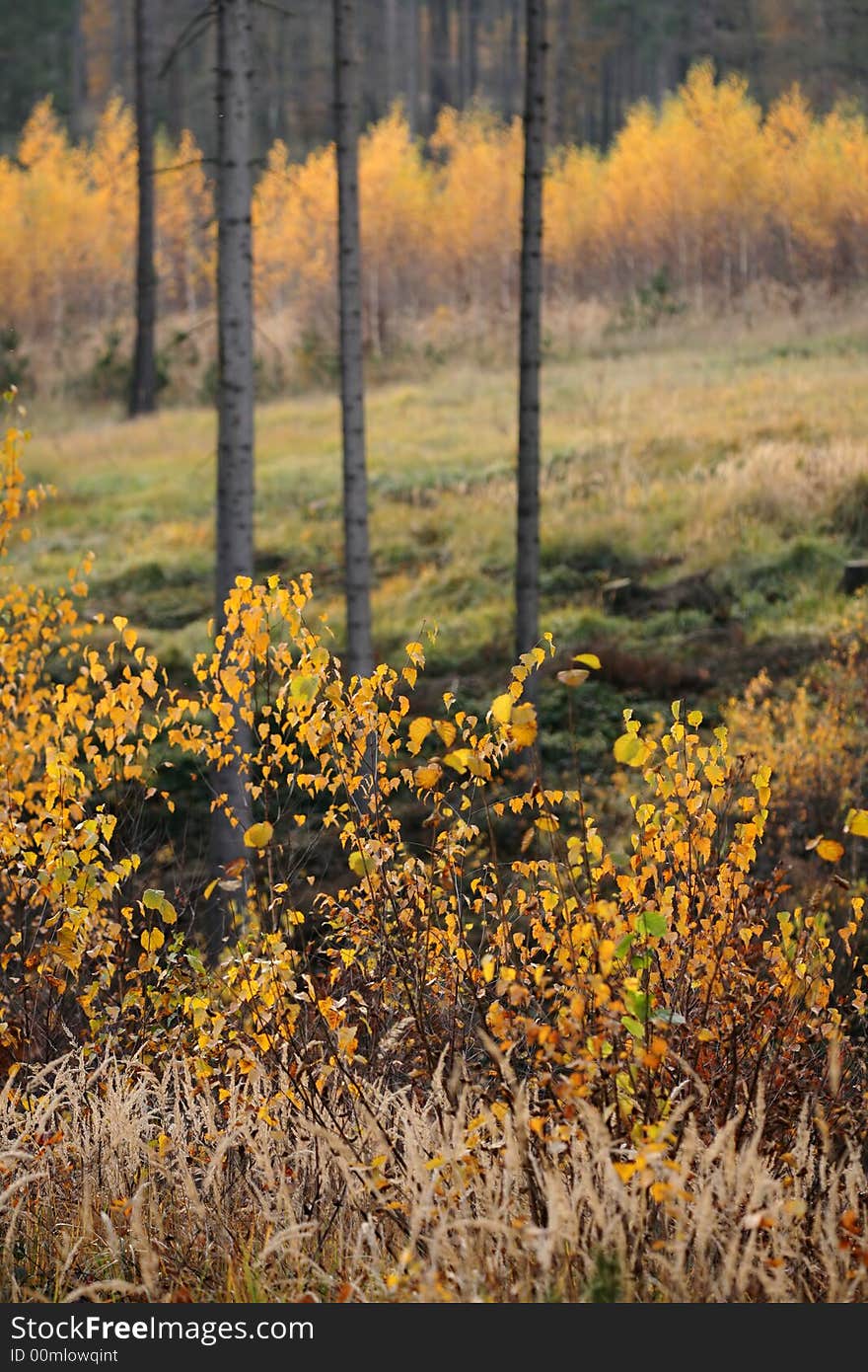 Autumn deciduous forest with perspective