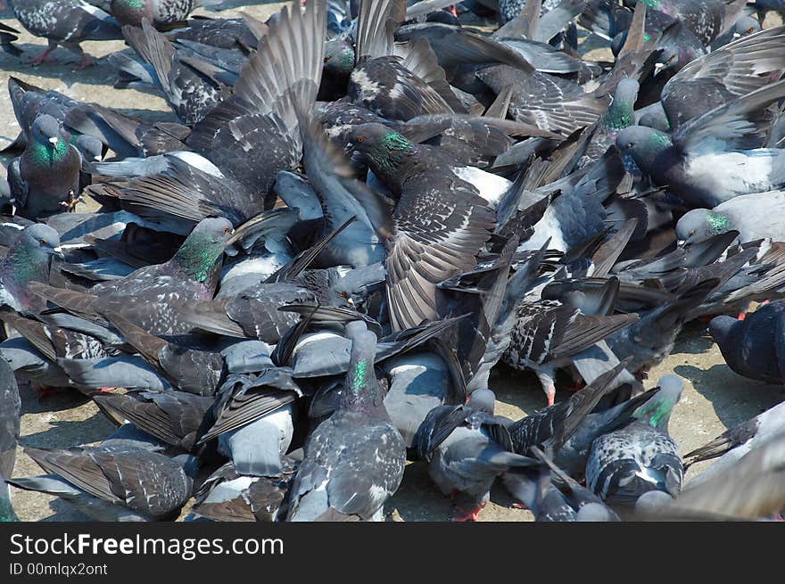 Group of pigeons on St. Marcus square in Venice