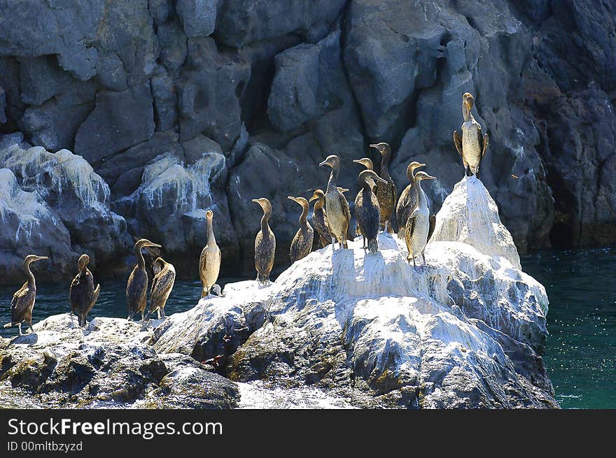 A group of wild birds resting on the top of a stone in the middle of the water