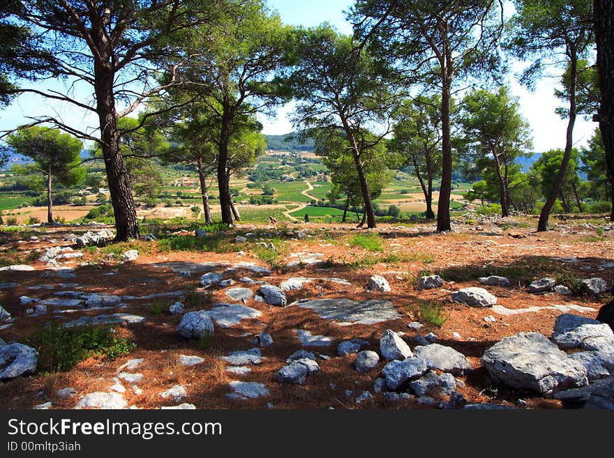 Superb pine forest in provence (france) near saint tropez