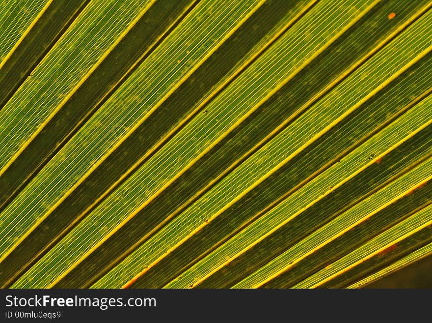 Palm tree leaf abstract background. Palm tree leaf abstract background