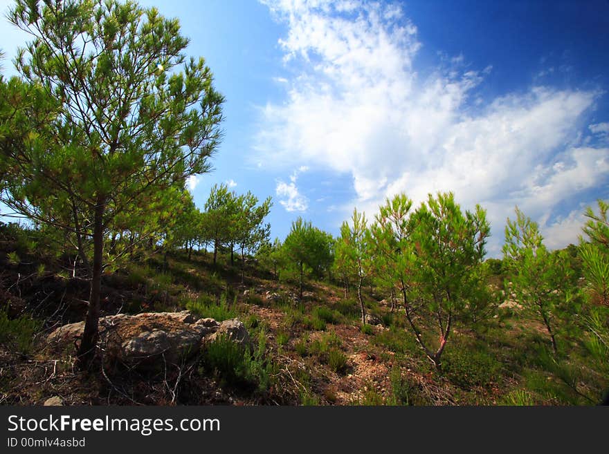 Pine Trees Landscape And Blue Sky