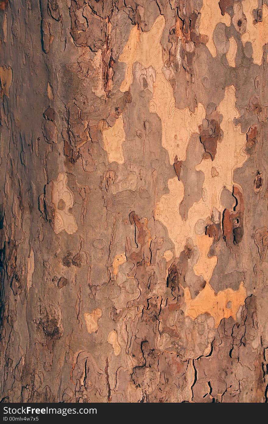 Tree Bark