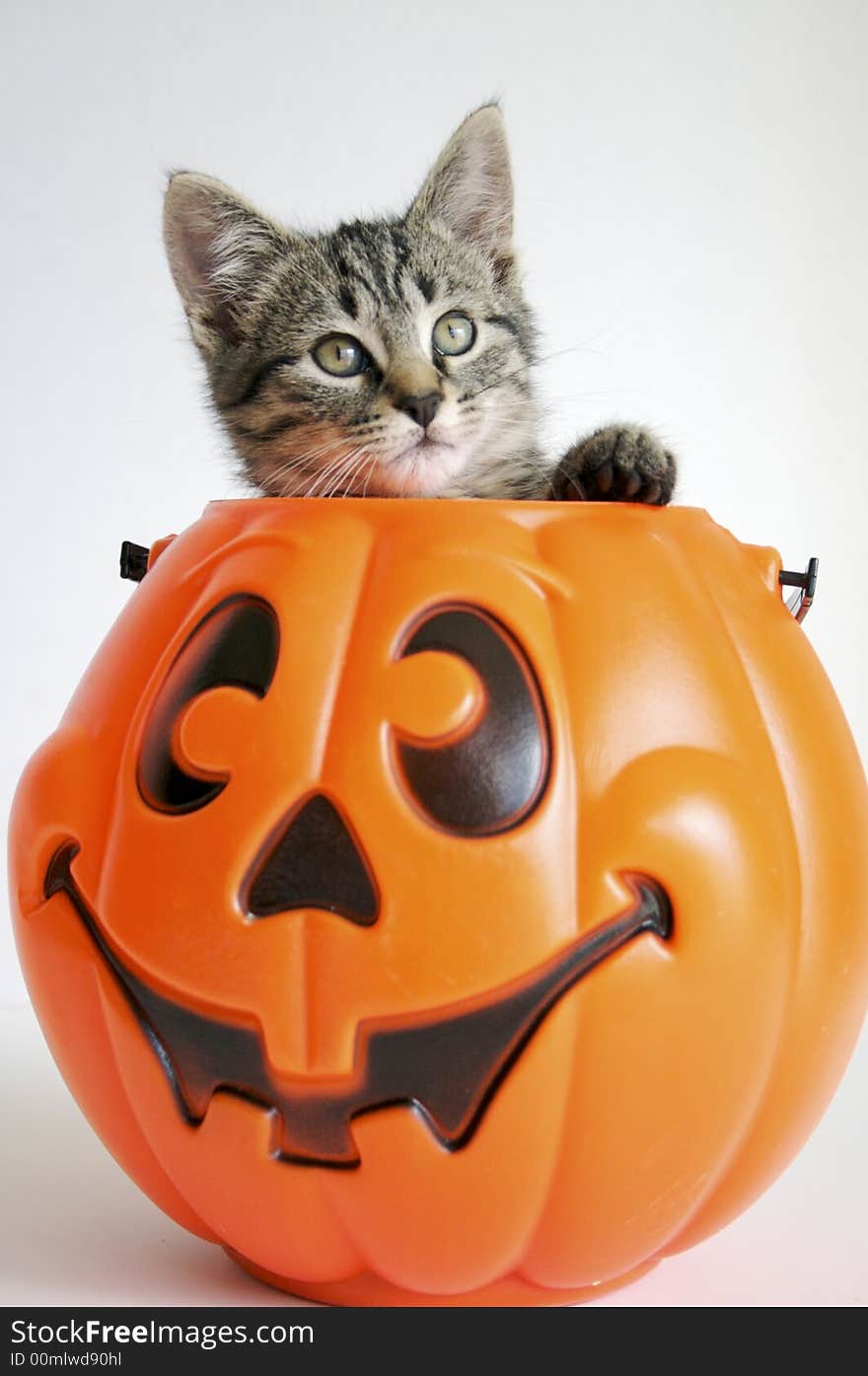 Kitty in Pumpkin