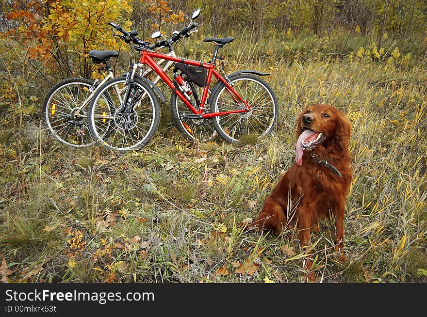 Dog and bikes