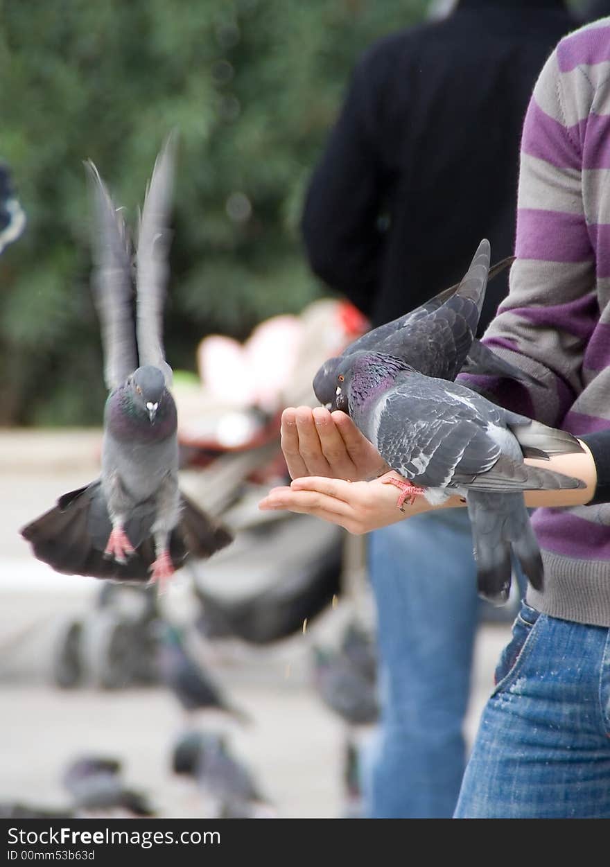 A few pigeons while eating from the hand palm of two people. A few pigeons while eating from the hand palm of two people