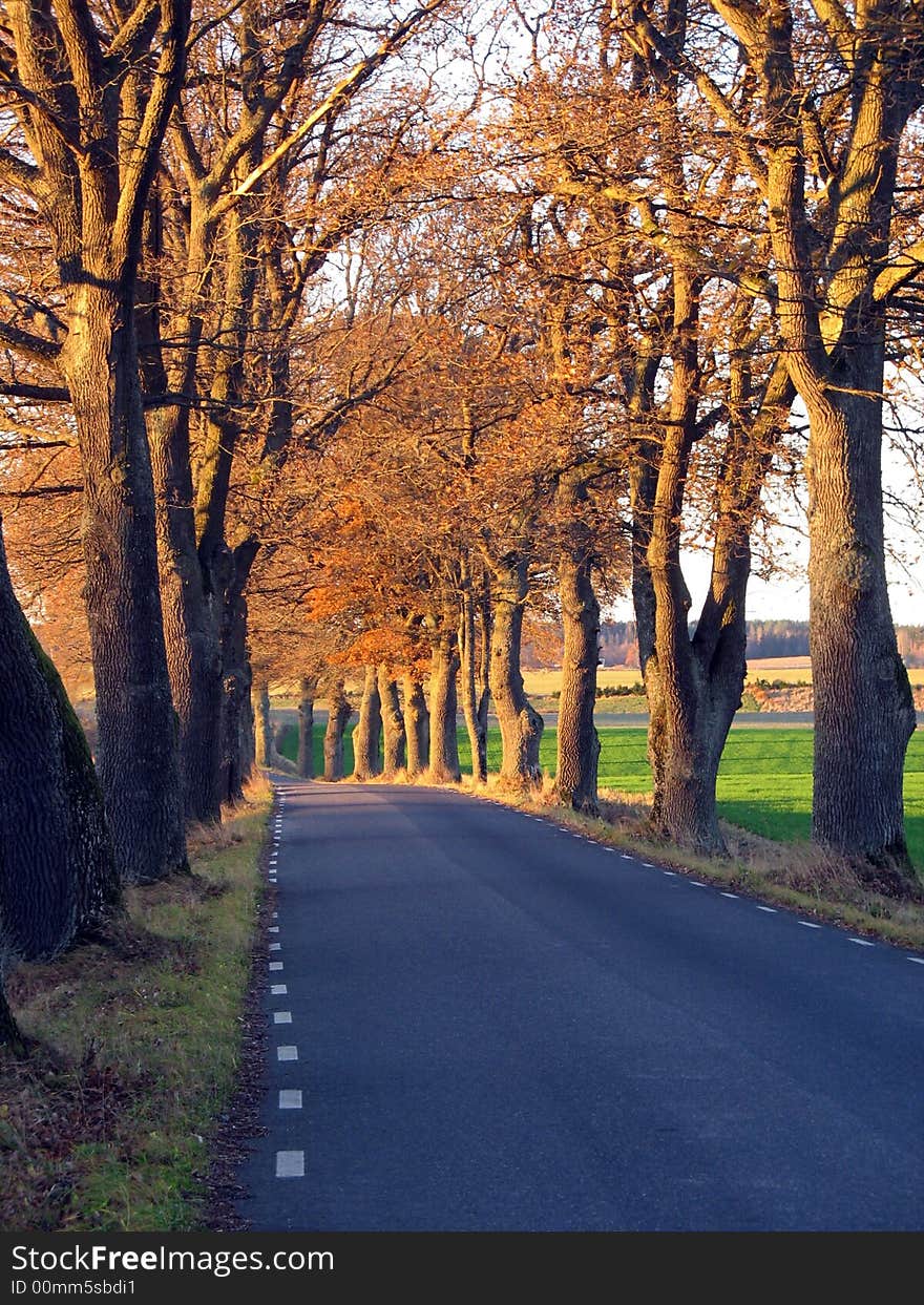 Tree avenue with old trees watching the road. Tree avenue with old trees watching the road.