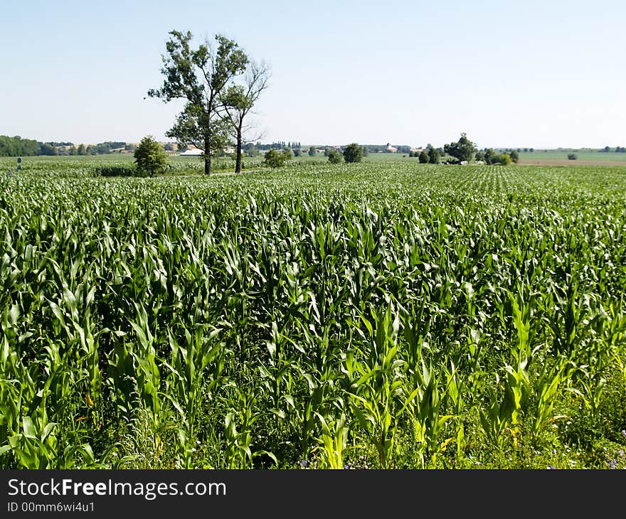 Corn field