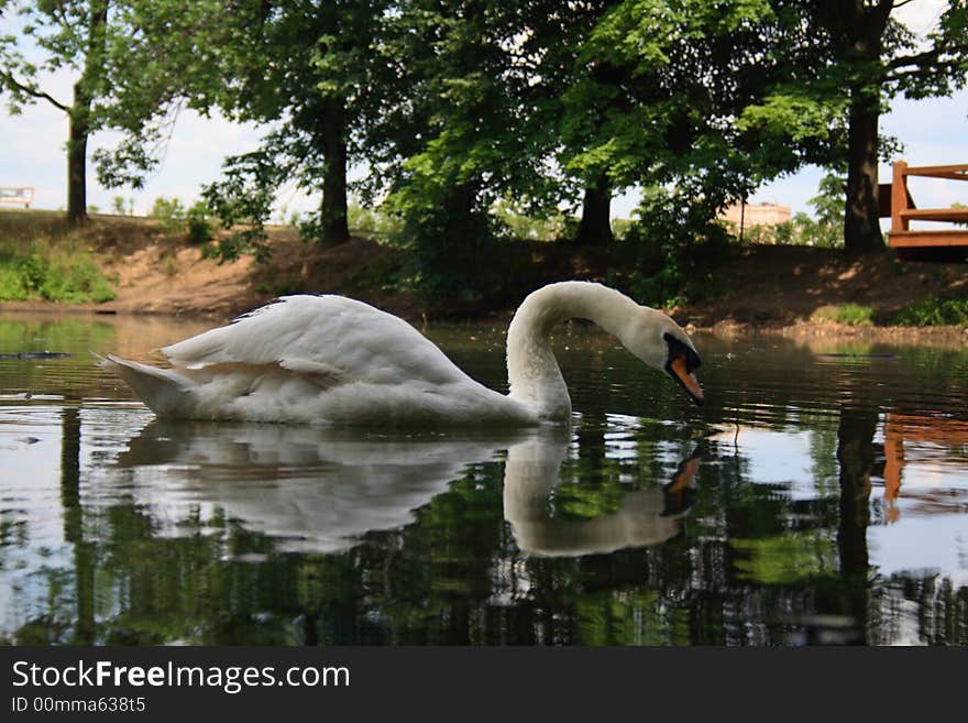 Beautiful white swan in the lake