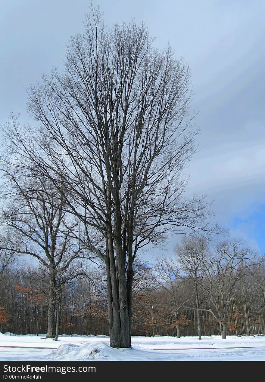 Tree with forest in winter.