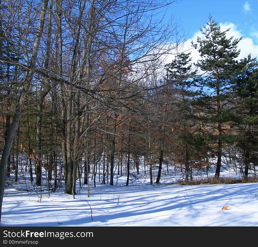 Trees And Forest In Winter Day