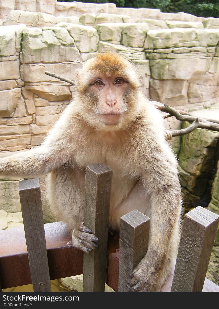 A monkey sitting on a fence