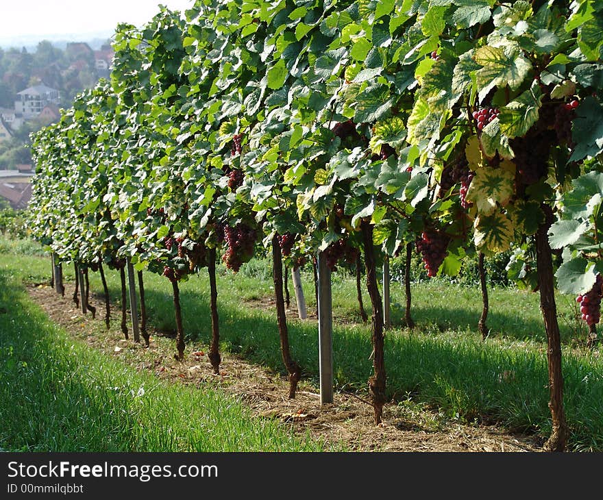 New vineyard in Bordeaux, France.