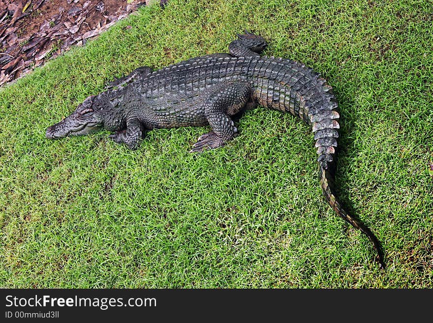 Crocodile taking a nap in the green grass. Crocodile taking a nap in the green grass