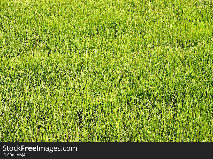 Rice field