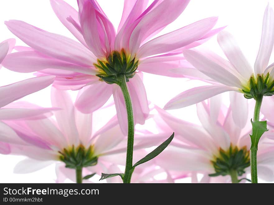 Image of pink flowers from behind