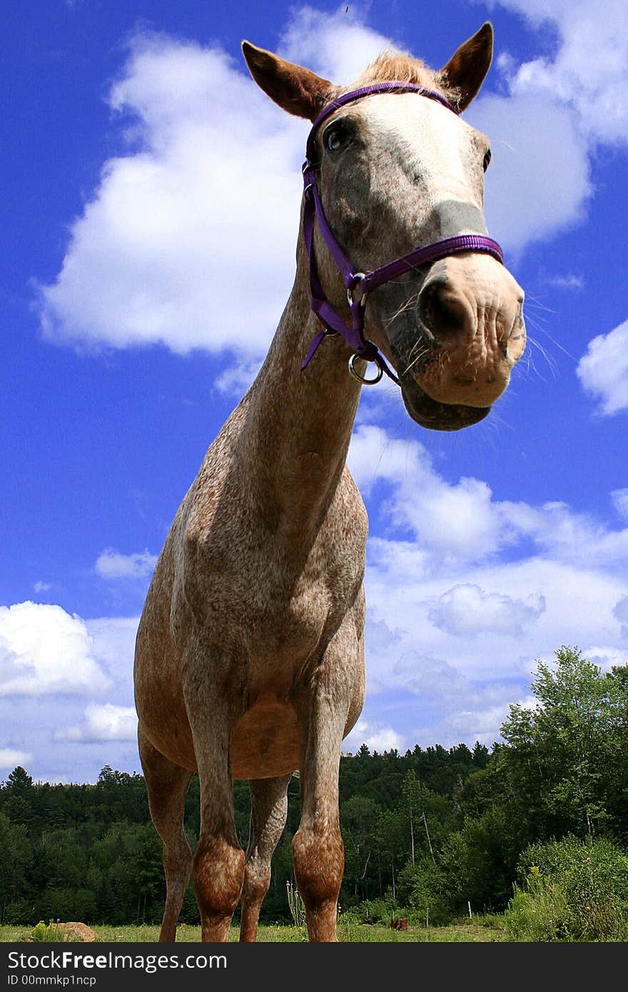 Horse photo from a low perspective. Horse photo from a low perspective.