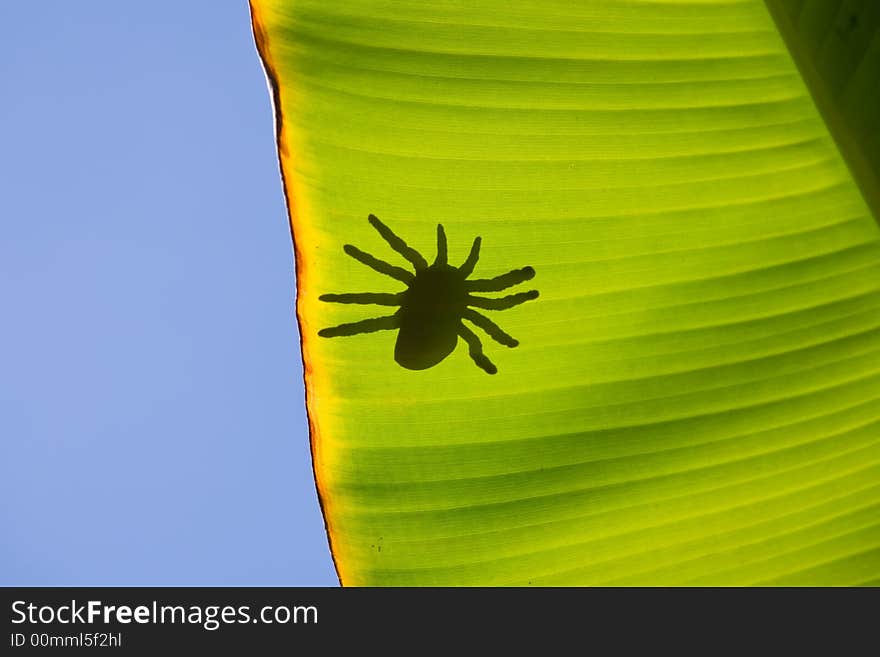 Spider silhouette on backlight leaf. Spider silhouette on backlight leaf