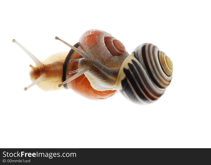 Close up of snails on white background