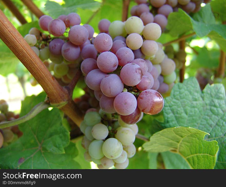 White grapes in new vineyard.