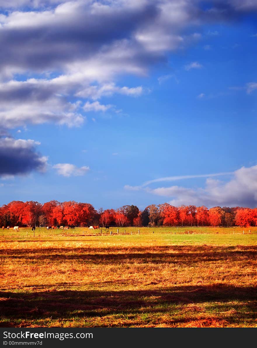 Autumn meadow