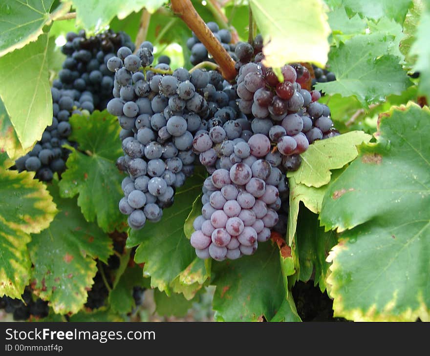 Black/blue grapes in new vineyard.