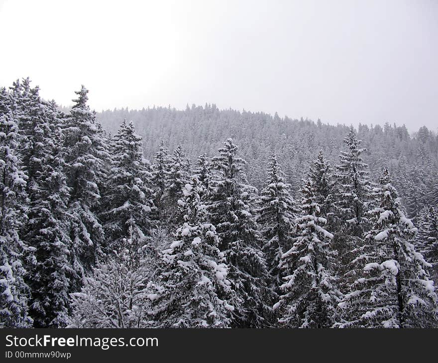 Mountain forest covered in snow with sun shining beyond the clouds. Mountain forest covered in snow with sun shining beyond the clouds