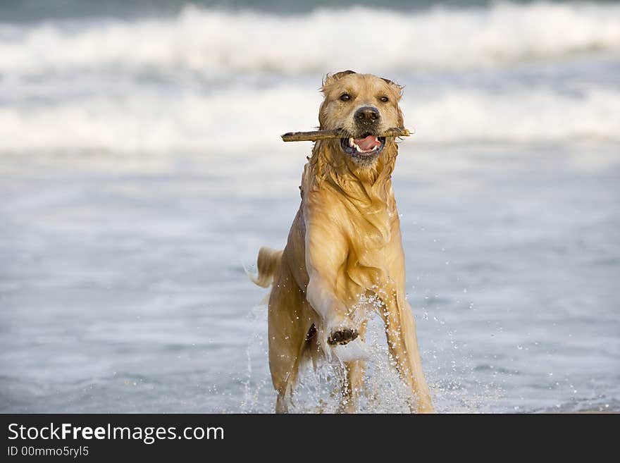 Golden Retriever