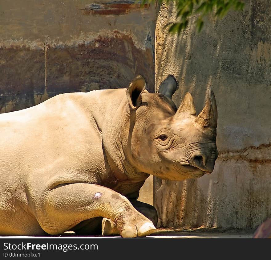 White Rhino laying down at the Columbus Zoo