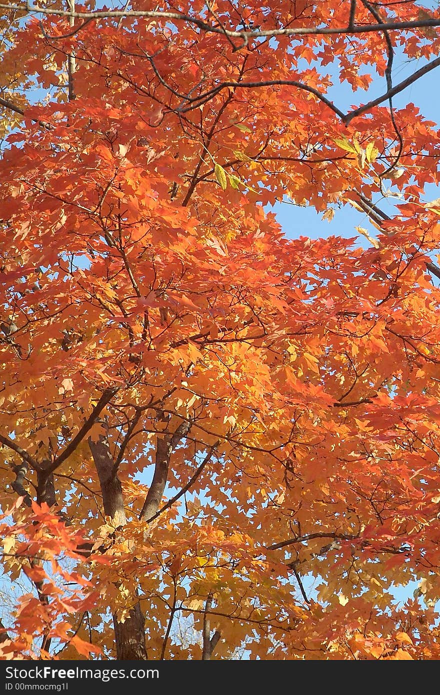 Colorful autumn leaves against a clear blue sky