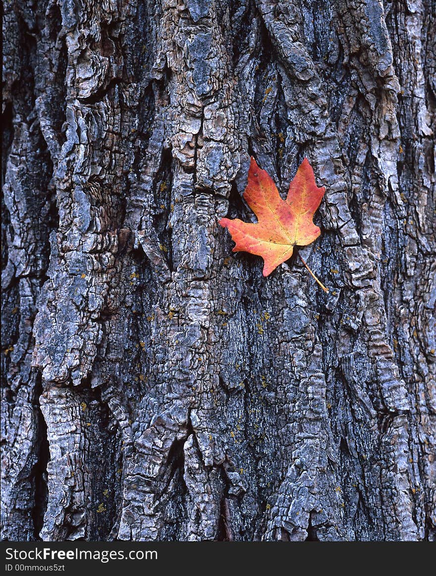 Leaf On Bark