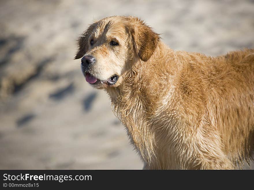 Golden retriever awaiting for a ball