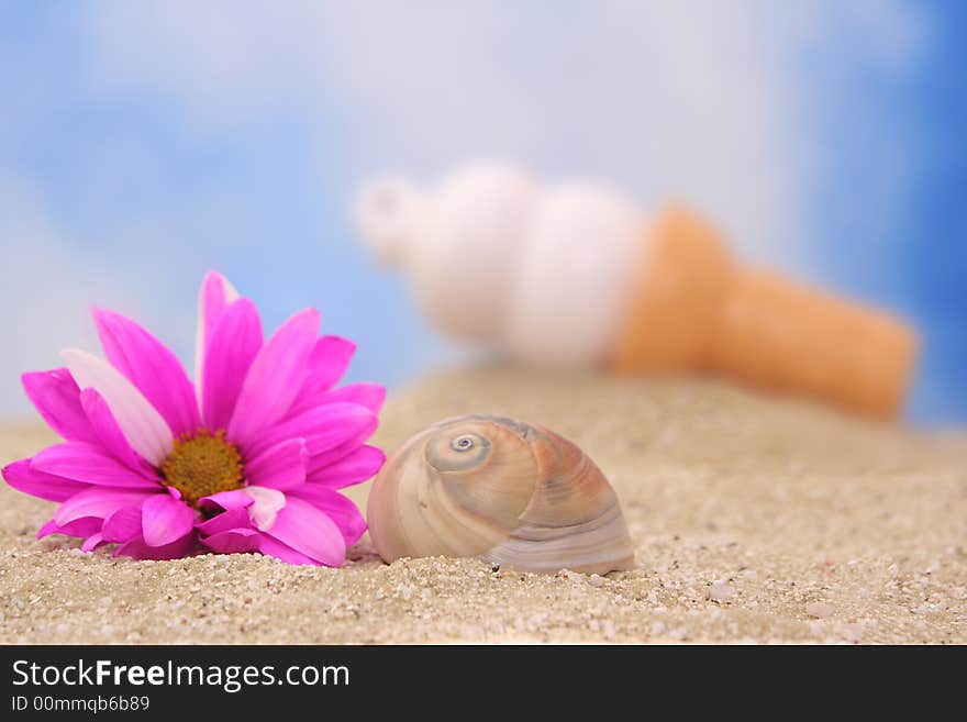 Sea Shell With Flower and Ice Cream, Shallow DOF Focus on Shell. Sea Shell With Flower and Ice Cream, Shallow DOF Focus on Shell