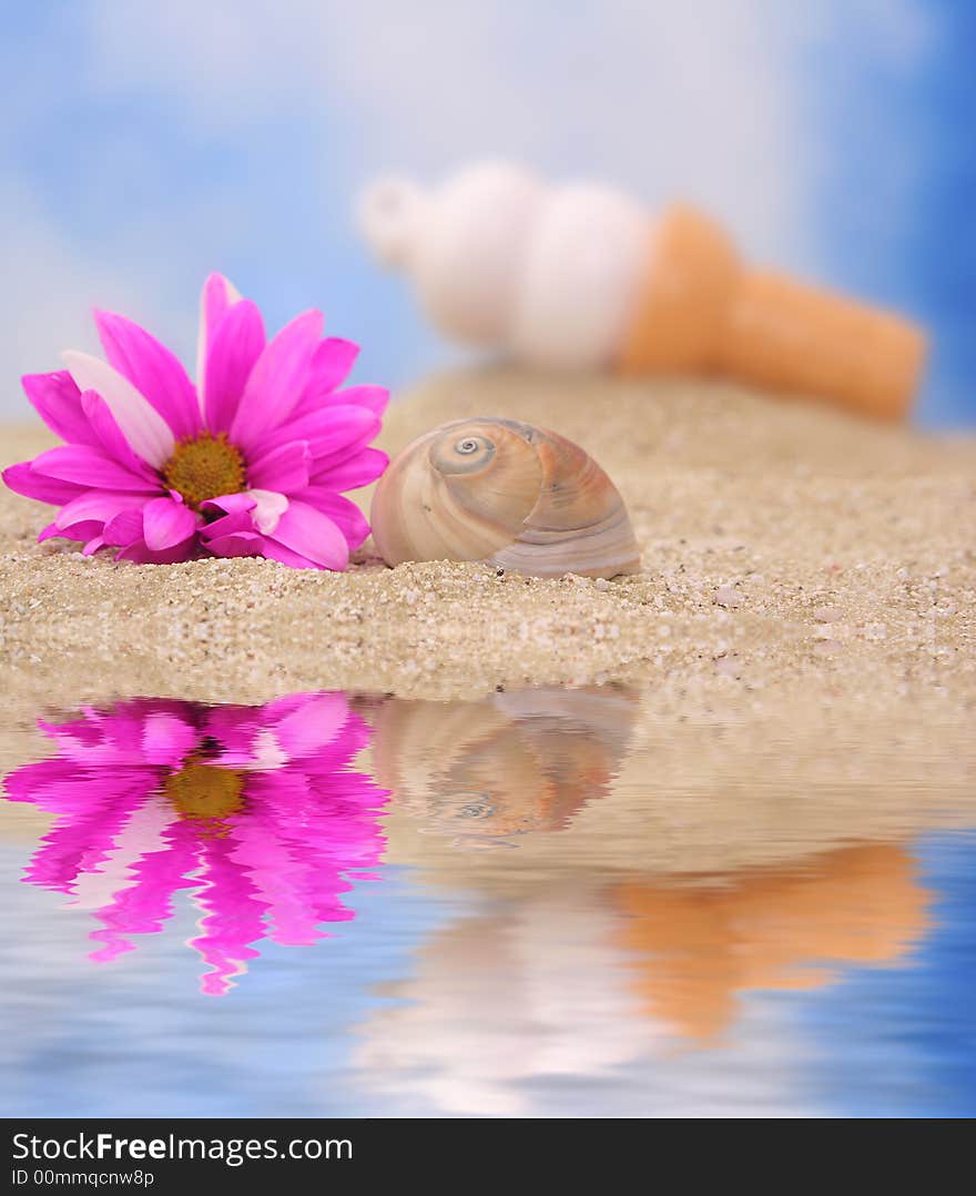 Sea Shell With Flower and Ice Cream, Shallow DOF Focus on Shell. Sea Shell With Flower and Ice Cream, Shallow DOF Focus on Shell