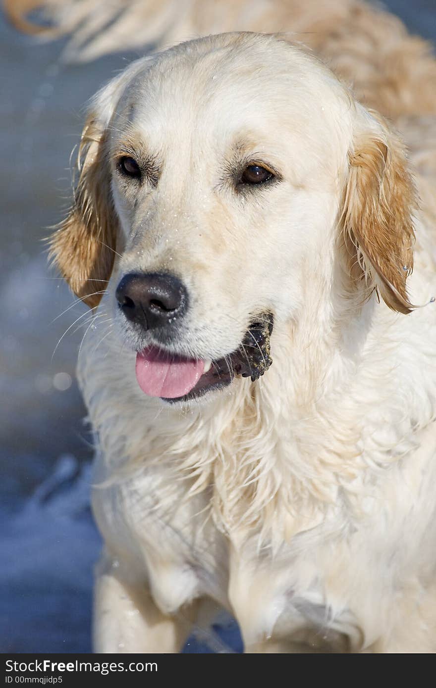 Golden retriever at the beach looking forward