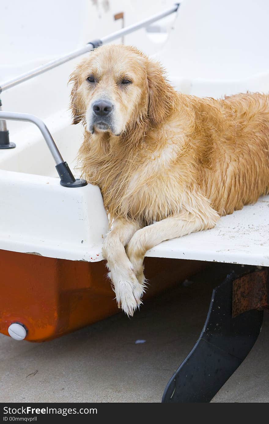 Golden retriever laying on a water - wheel