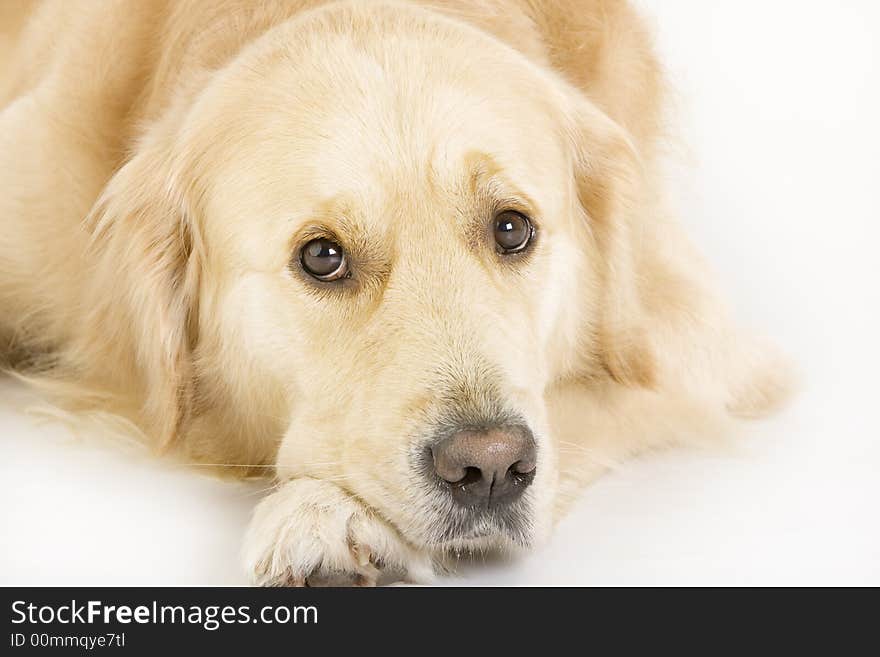 Golden retriever looking at the camera