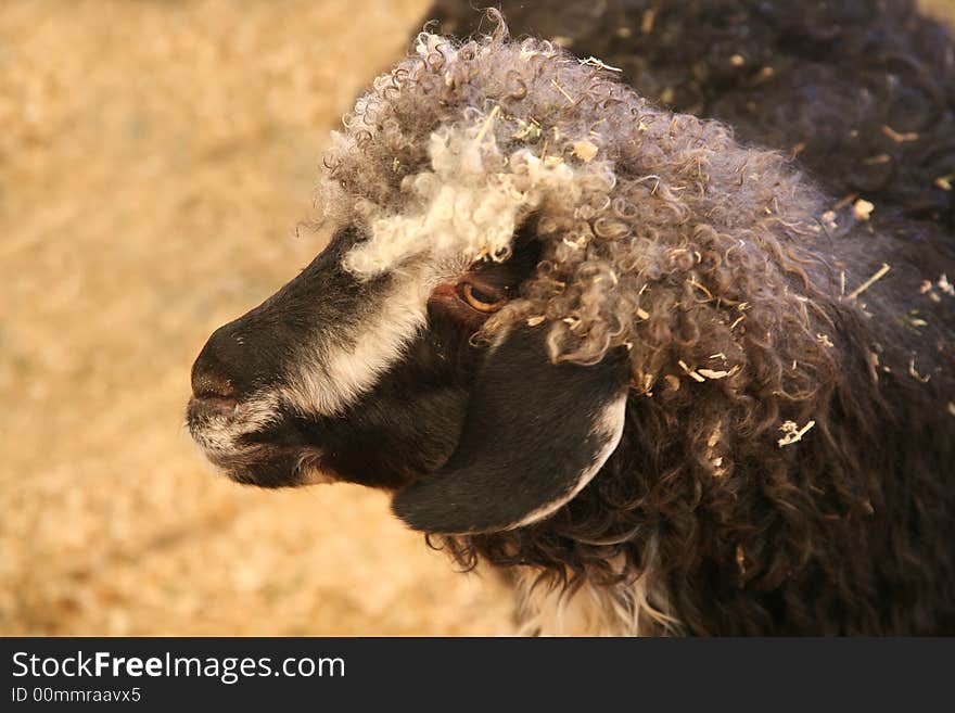 Beautiful goat or colorful wooly sheep. Beautiful goat or colorful wooly sheep