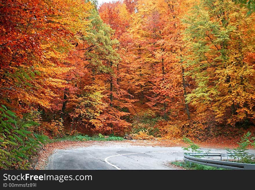 Rural road in the big autumn wood. Rural road in the big autumn wood