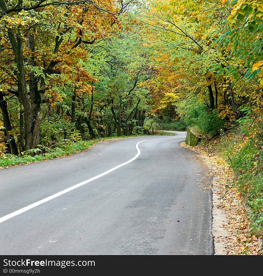 Curved rural road in the middle of wood. Curved rural road in the middle of wood