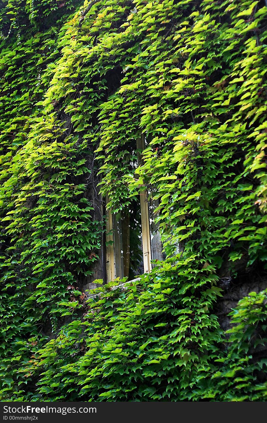 Old wall with window covered with green leafs. Old wall with window covered with green leafs