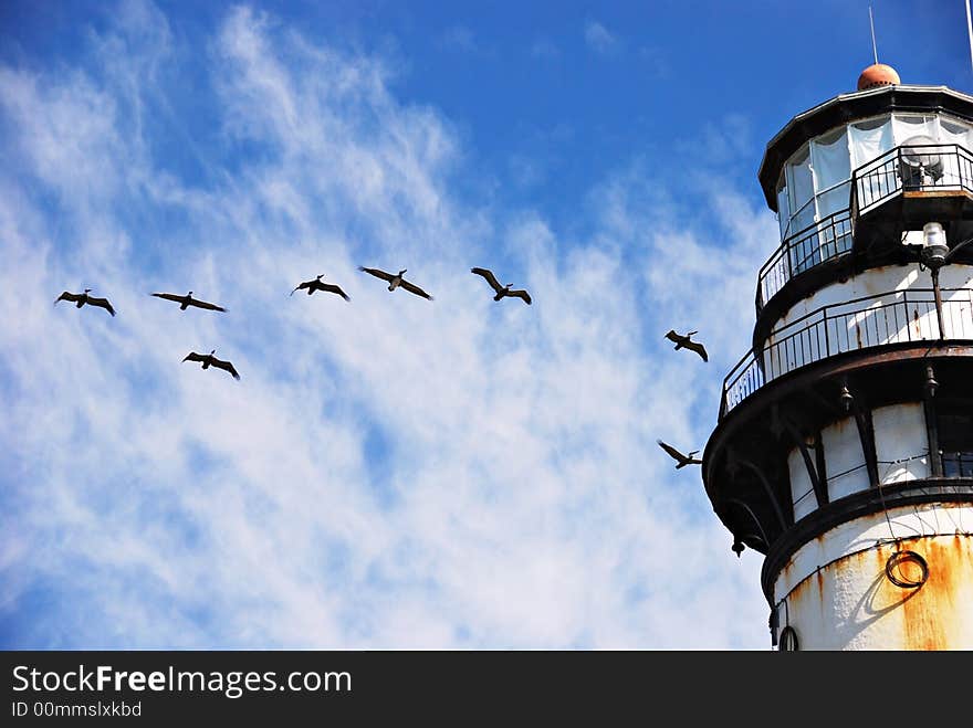 Pelicans at Pigeon Point