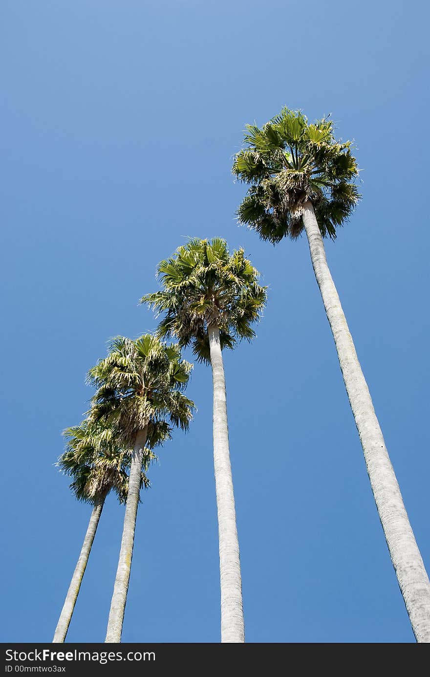 Four tall palm trees against blue sky. Four tall palm trees against blue sky