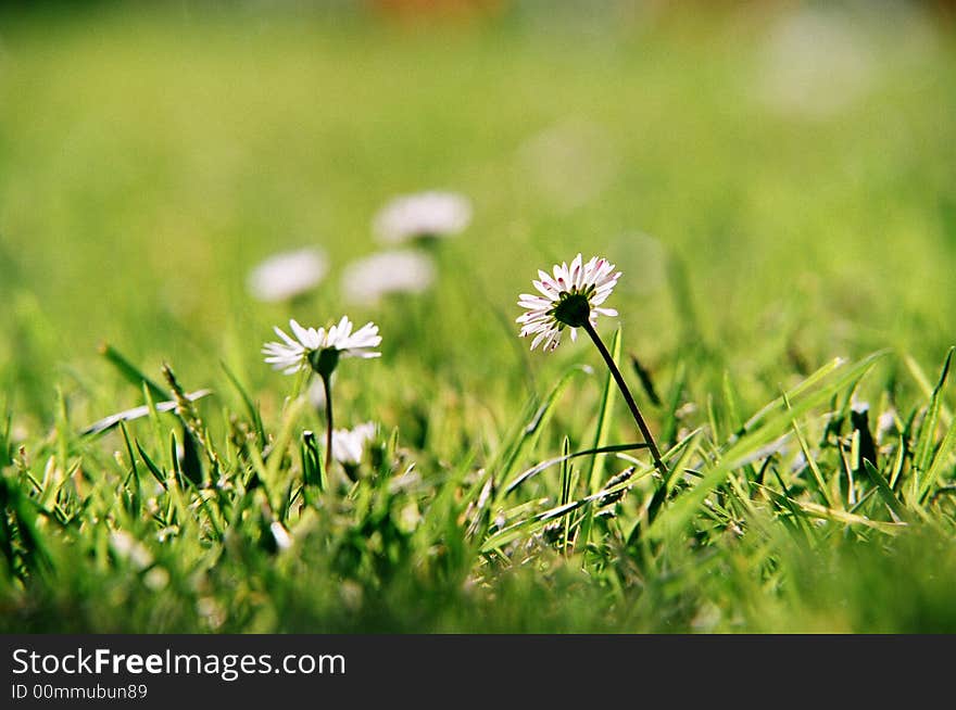 Flowers with grass