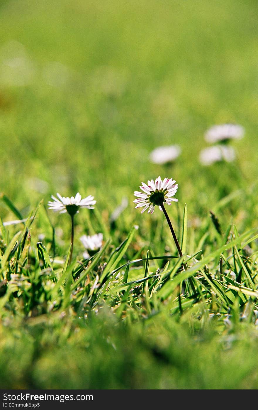 Flowers with grass