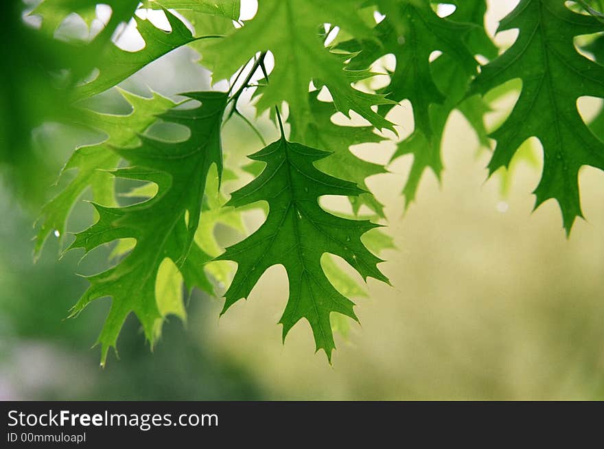 Leaves of an Oak Tree