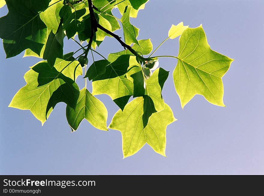 Leaves of an Oak Tree