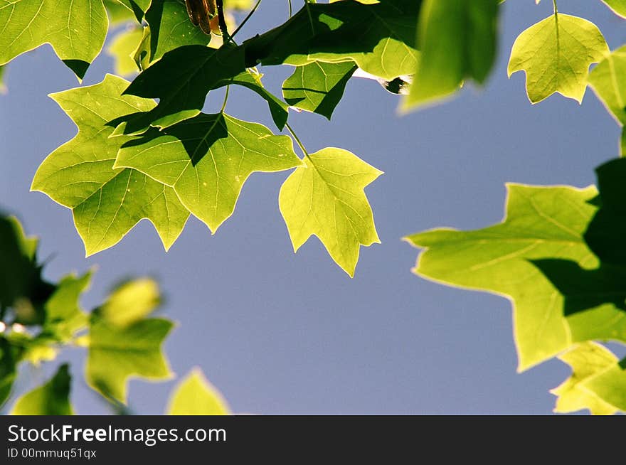 Leaves of an Oak Tree