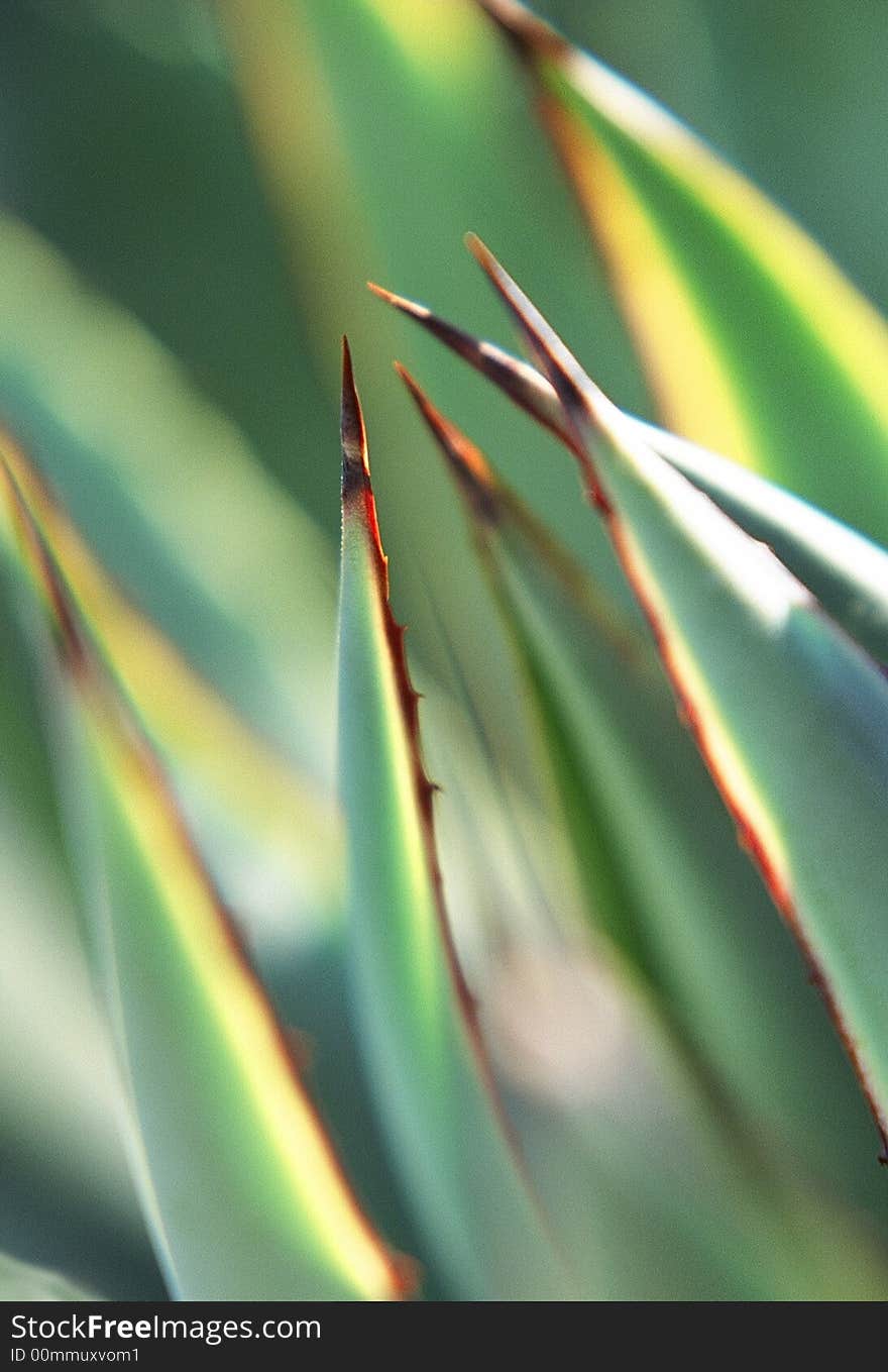 Cactus Spikes